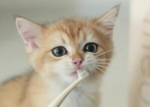 跨界合作：刷博士meoof宠物刷赢得软件企业订单